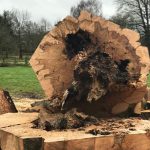 Felled Copper Beech Tree