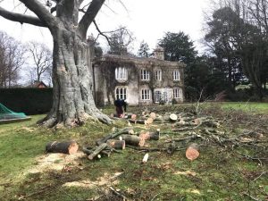 Dismantle Copper Beech Tree following Picus Test