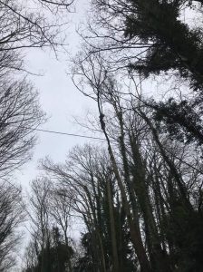 Roadside dismantle sycamore trees Devizes, Dec 17