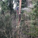 Health and Safety works to trees at Drew’s Pond, Devizes Jan 18