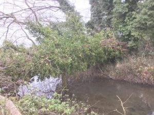 Reduction to some large willows Cirencester Dec 2017