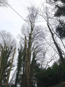 Roadside dismantle sycamore trees Devizes, Dec 17