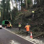 Roadside dismantle of unbalanced and dangerous Sycamore Trees, Devizes