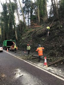 Roadside dismantle sycamore trees Devizes, Dec 17