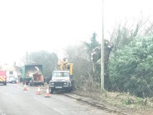 Pollard to roadside willow trees in Warminster today