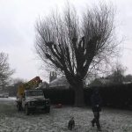 pollarding willows in snow and sun