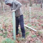 Planting 670 trees Potterne