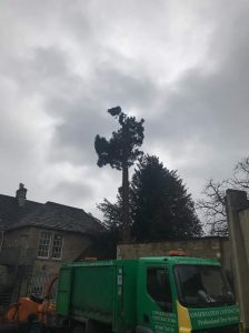 Removal of 60 ft thuja tree in Corsham