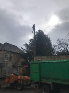 Removal of 60 ft thuja tree in Corsham