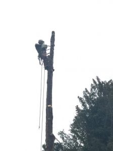 Removal of 60 ft thuja tree in Corsham