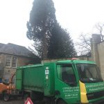 Removal of 60 ft thuja tree in Corsham