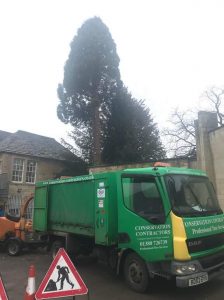 Removal of 60 ft thuja tree in Corsham