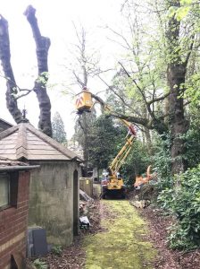 Removing overhanging roadside trees & reduction in formal garden