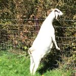 Goat standing at new Stock fencing near Marlborough