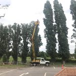 Reduction of poplars in Melksham