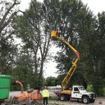 Reduction of a row of poplars in the Waitrose car park Melksham