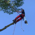 Pollarding a large poplar in Devizes