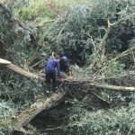 Removing fallen willows from the river at Lacock 