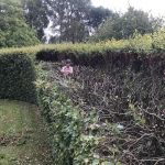Hedge reduction Keevil