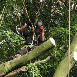 Reduction to beech tree in Marlborough