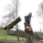 Dismantling a group of decaying beech trees in Bath 