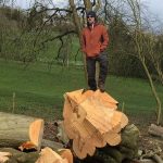 Dismantling a group of decaying beech trees in Bath