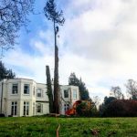 Dismantling a large conifer too close to house, Lavington