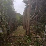 Hedge restoration Keevil