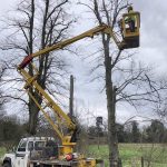 removal of deadwood from roadside trees