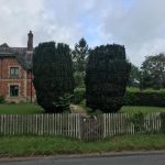 Repair & reduction to a pair of yew trees