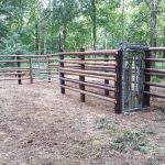 Cattle handling unit at Savernake Forest