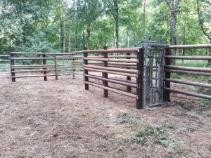 Cattle handling unit at Savernake Forest