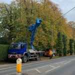 lime tree reduction in Calne for WCC