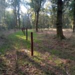 Impressive forest grass regeneration, Savernake Forest