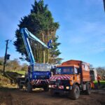 Removal of large conifers in Potterne