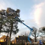 Reducing 10 Cedar trees at Roundway Park, Devizes