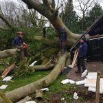 Beech tree take down Feb 2020