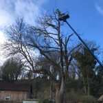 Reduction to roadside Ash tree near Allington 