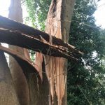 Tree take down in Corsham– with just a tad more of a challenge than usual 