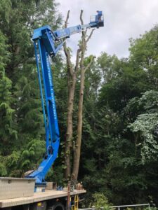 Dismantling a storm-damaged tree using our 26m MEWP