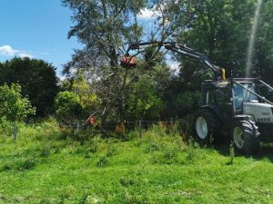 Removal of some dead willows at Horton nr Devizes stacked for onward use !