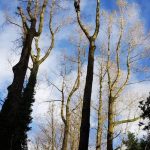 Dismantle a large group of poplars in Calne