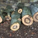 Walnut cut into logs ready for drying