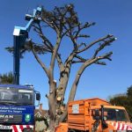 Take down of 100 ft Cedar of Lebanon in Worton