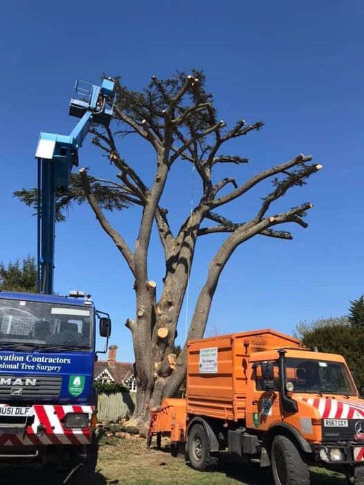 Removal of 100ft Cedar of Lebanon in Worton