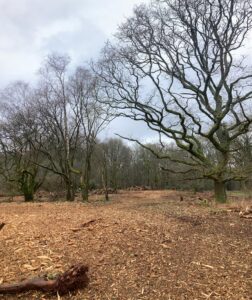 Mulching rhododendron in Savernake Forest