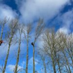 reducing a row of poplars near Market Lavington by 30ft in height. 