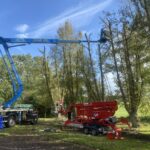 Reducing a group of 5 poplar trees at Heywood House with the help of TWO MEWPS