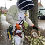 Removal of Asian Hornets Nest Hull Sept 2023