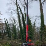 removal large poplar trees Aldershot